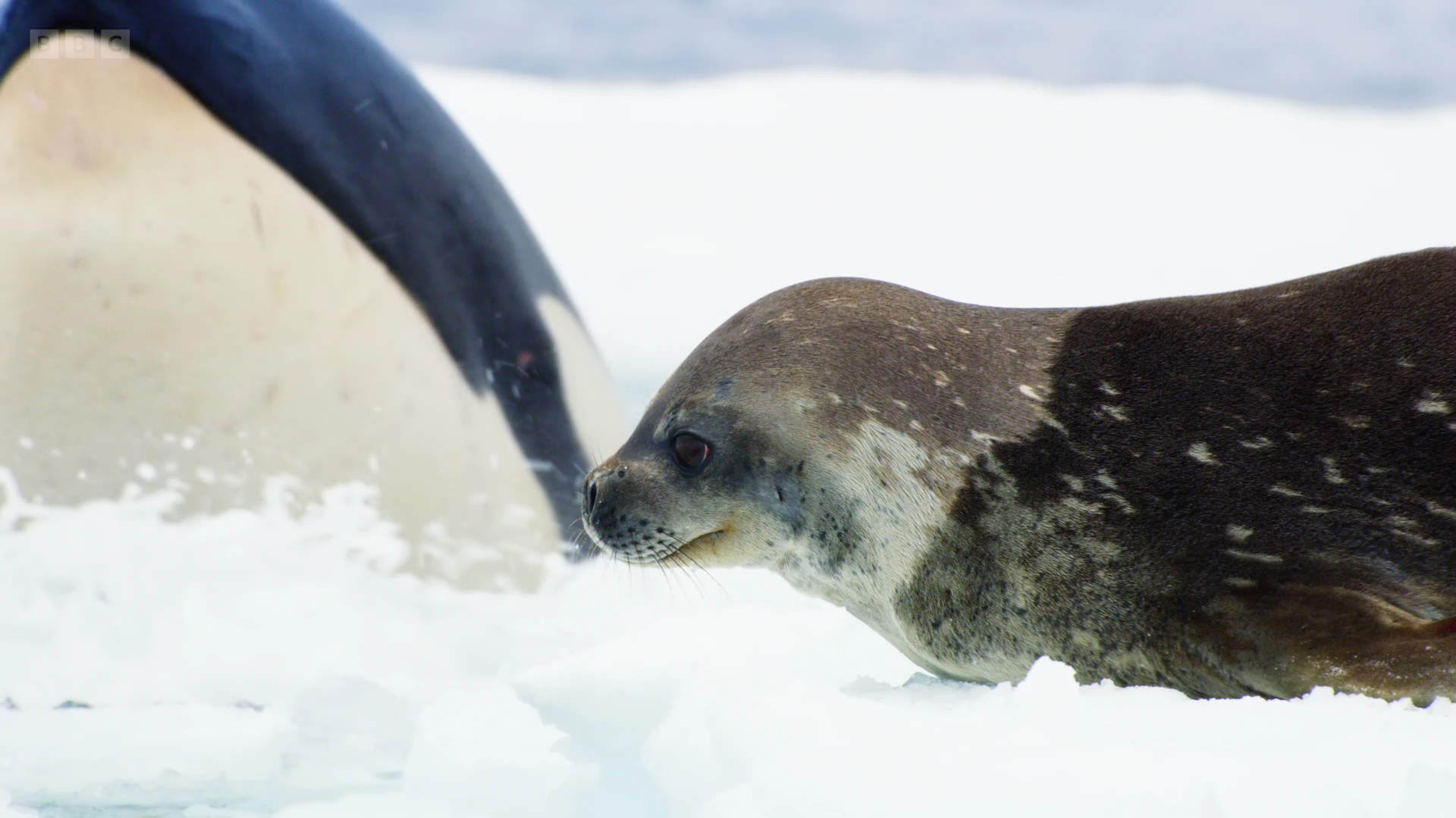 Weddell seal (Leptonychotes weddellii) as shown in Frozen Planet II - Frozen Worlds